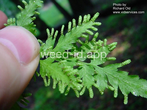 climbing-fern